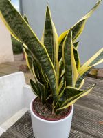 Sansevieria Zimmerpflanze Bayern - Gemünden a. Main Vorschau