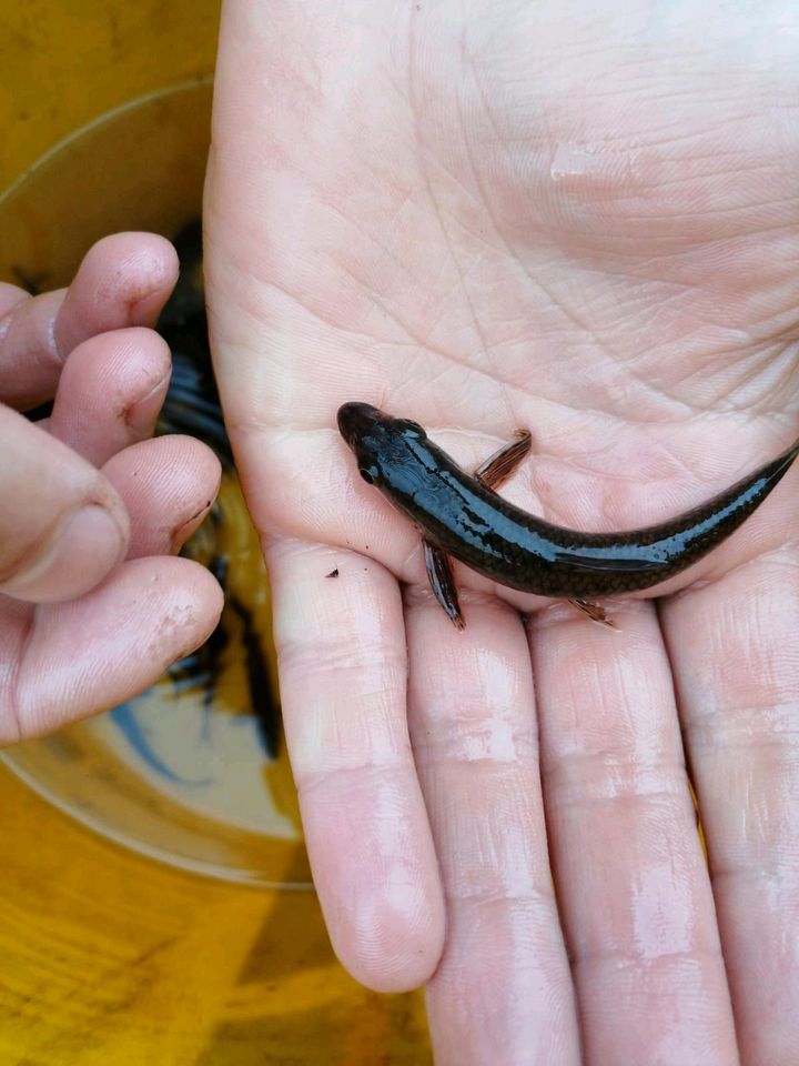 Fische Gründlinge in Lengede