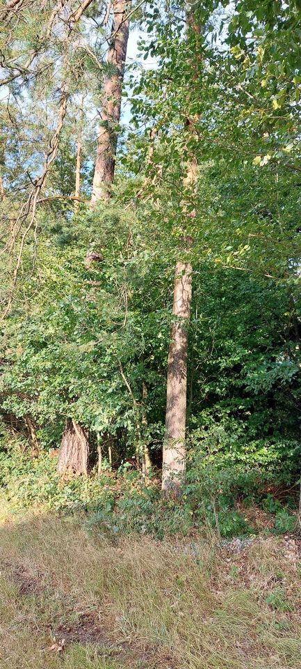 Grundstück mit Waldbestand evtl. Ausgleichsfläche Gem. Bärnzell in Straubing