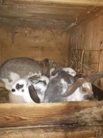 Deutsche Widder Kaninchen Jungtiere von 01/24 Sachsen - Hoyerswerda Vorschau