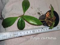 Hoya carnosa Wachsblume Porzellanblume vZimmerpflanze Bayern - Stephanskirchen Vorschau