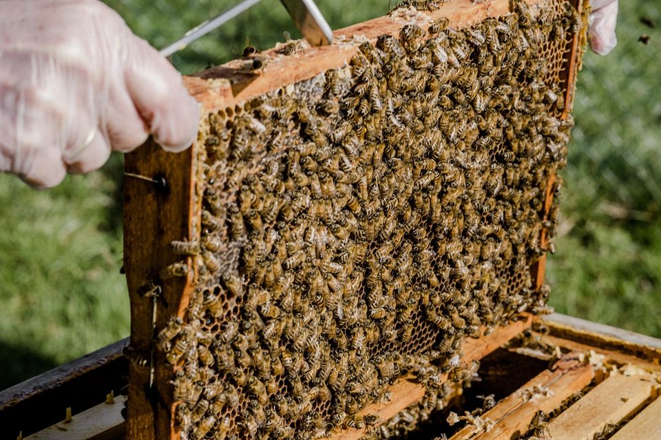 Honig 70 Kg Sommertracht aus 2023 zu verkaufen in Einbeck