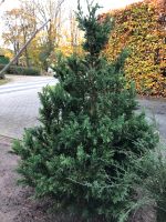 Chamecyparis Obtusa Scheinzypresse Niedersachsen - Garrel Vorschau