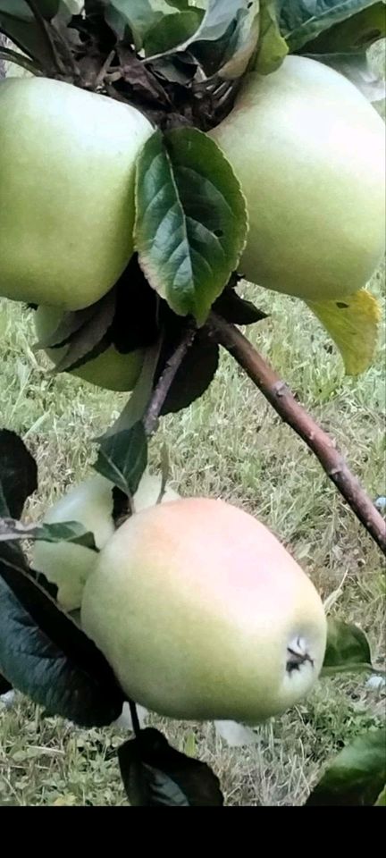 Äpfel verschiedene Sorten frisch Top Qualität regional saisonal in Teningen