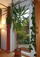 Zimmerpflanze - Yucca Palme 2,45 mtr schön gewachsen Topf 34 cm Nordrhein-Westfalen - Mechernich Vorschau
