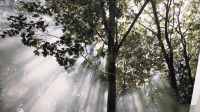 Waldbild auf Leinwand Eimsbüttel - Hamburg Stellingen Vorschau