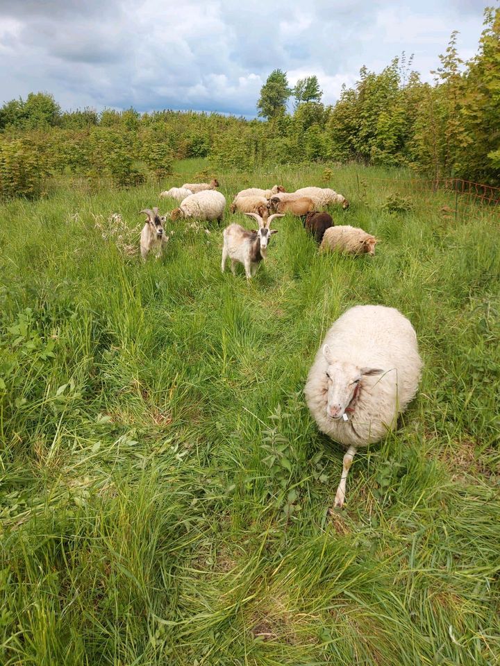 Landschaftspflege mit Schafen in Lohme Rügen