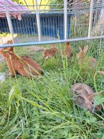 Junge Kaninchen/Hasen Bayern - Opfenbach Vorschau