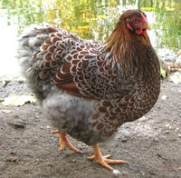 Bruteier unserer gold blaugesäunten Wayndotten (groß) Nordfriesland - Süderlügum Vorschau