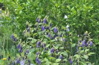 Campanula x punctata `Sarastro` Garten Glockenblume P9 ab 3,30€ Bayern - Bayreuth Vorschau