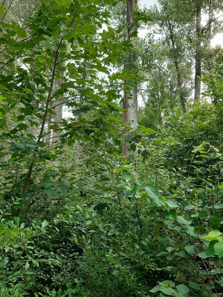 Freizeitgrundstück im Außenbereich zu verkaufen in Weißenborn