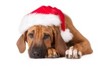 Urlaub mit Hund im Deichgraf zu Weihnachten verschenken Mecklenburg-Vorpommern - Breege Vorschau