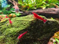 Neocaridinar David Bloody Mary Zwerggarnelen rot Aquarium Hessen - Wiesbaden Vorschau