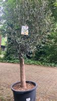 Olivenbaum  Florida 170cm  Jahre Stamm Nordrhein-Westfalen - Geldern Vorschau