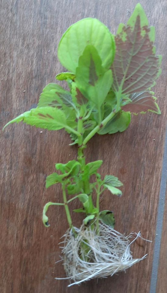 Buntnessel bewurzelter Ableger lila Blüte in Großbadegast