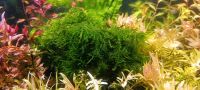 ☘️Plagiomnium cf. affine, Moos Wasserpflanze Aquariumpflanze 3€* Rheinland-Pfalz - Minfeld Vorschau