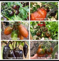 Gemüsesamen Set 6 Sorten, Tomaten und Paprika, Saatgut, Samenfest Nordrhein-Westfalen - Viersen Vorschau
