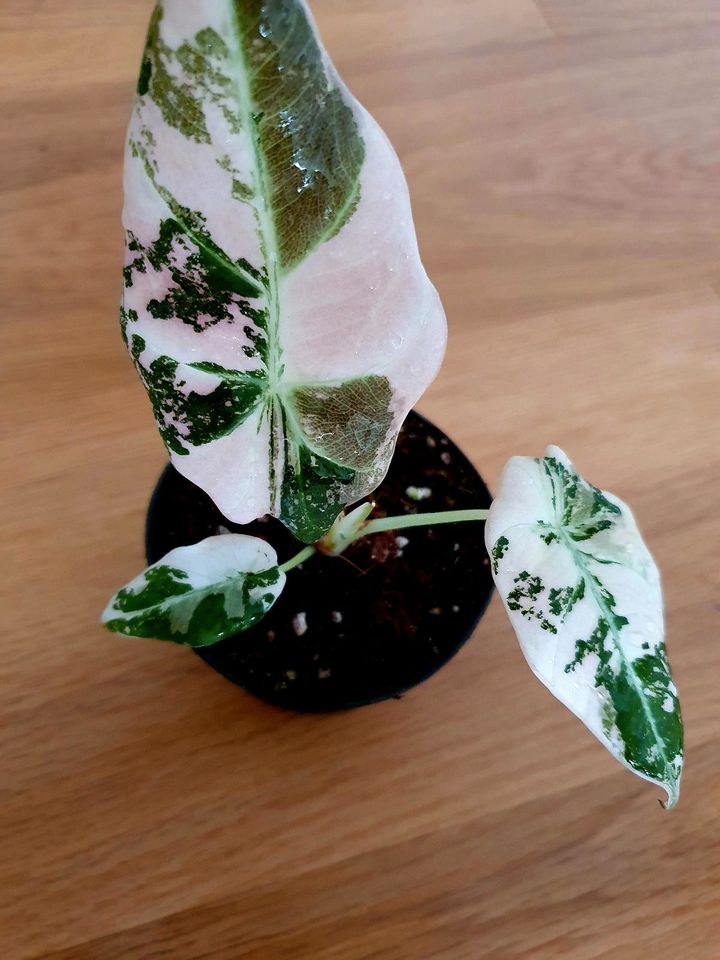 Alocasia Black Velvet Pink Variegata mit Rhizome in Köln