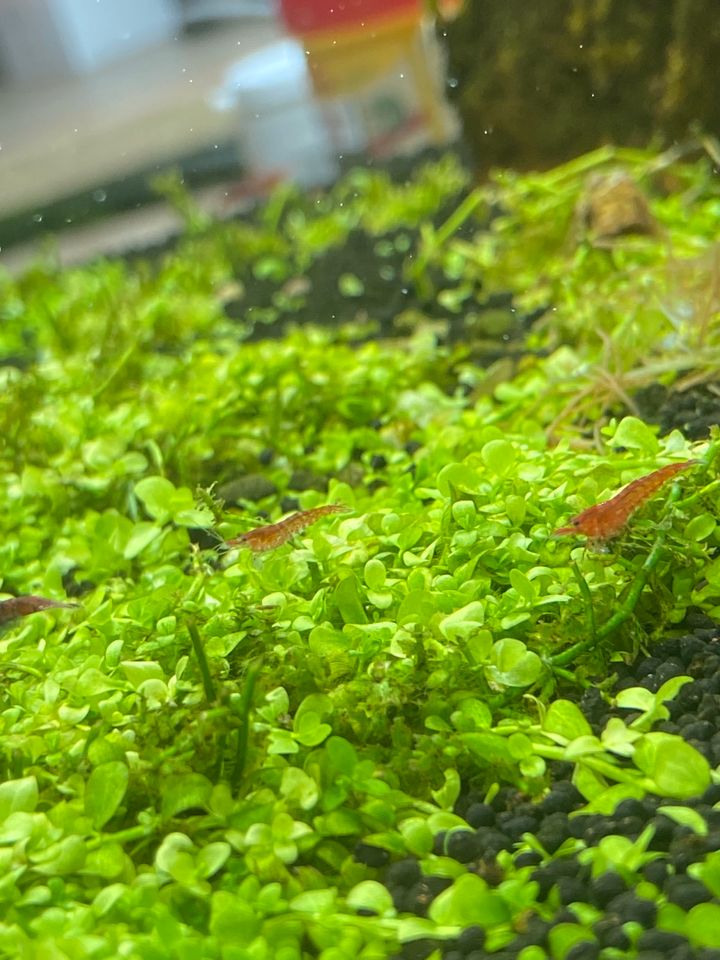 Neocaridina Zwerggarnelen „Red Fire“ in Longkamp