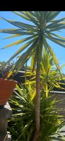 Traumhaft ,sehr schön gewachsene große Palme Niedersachsen - Walkenried Vorschau