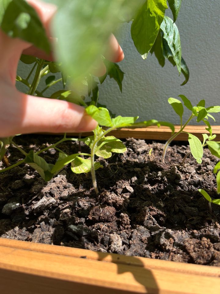 Tomaten Pflanzen, schwarze Tomaten NUR NOCH EINE ÜBRIG in Köln