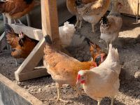Hühner zu Verkaufen Baden-Württemberg - Dogern Vorschau