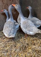 Fränkische Landgänge Nordrhein-Westfalen - Wachtendonk Vorschau