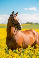 Deutsches Sportpferd Stute Beistellpferd Leipzig - Paunsdorf Vorschau