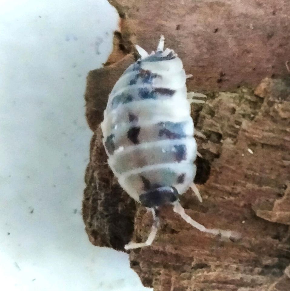 Panda-Asseln / Porcellio laevis 'Panda' in Mecklenbeck