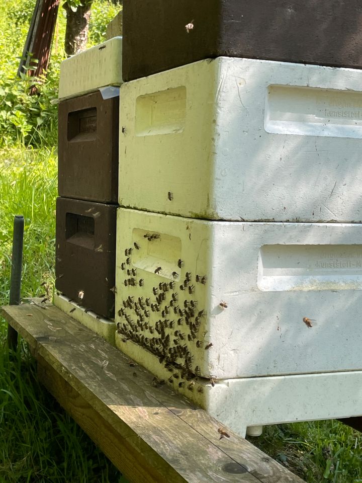 Bienenvölker Tanus-Zander in Schmallenberg