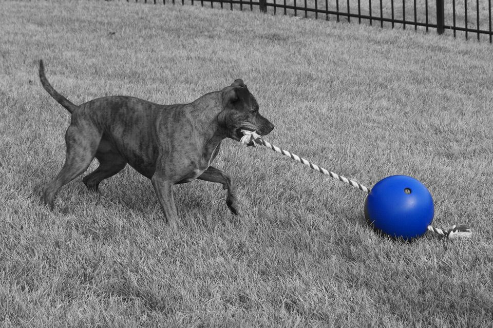 Sonderpreis Gr. L - Tuggo Stabiler Spielball für Hunde in Kellenhusen