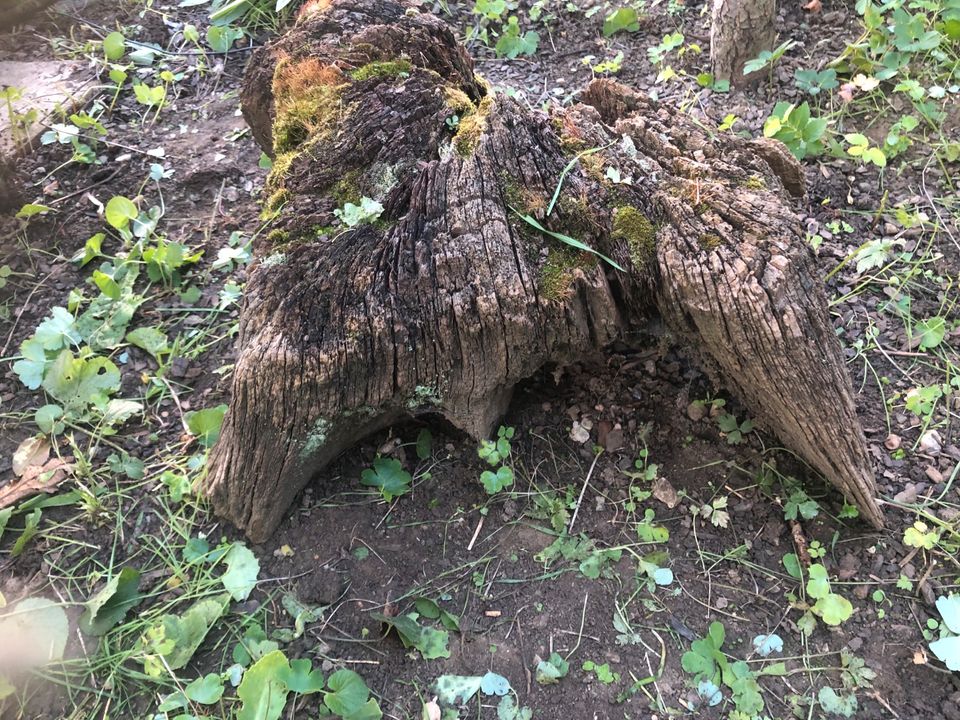 Holz Klotz alt in Hochdorf