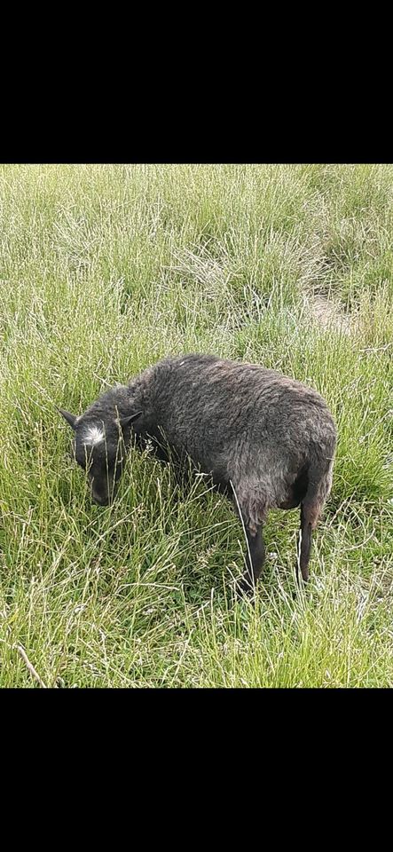 Ouessant Quessant Böckchen Zwergschaf Minischafe in Meschede