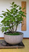 Bonsai sibirischer Hartriegel Hessen - Alsfeld Vorschau