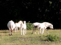 Fahrbeteiligung, Reitbeteiligung Schleswig-Holstein - Agethorst Vorschau