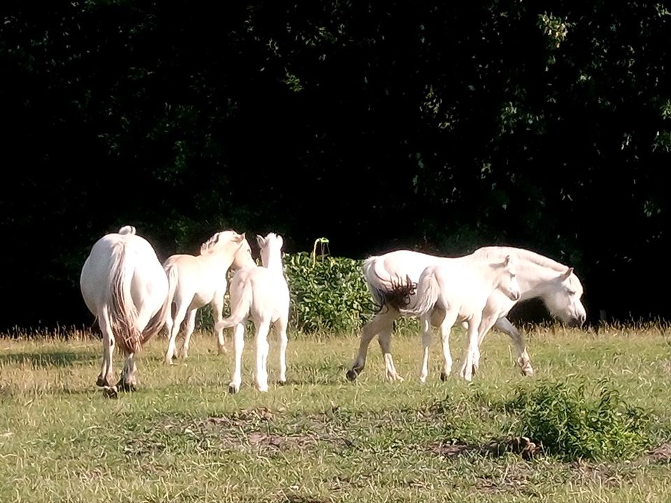 Fahrbeteiligung, Reitbeteiligung in Agethorst