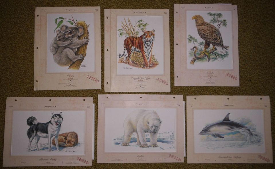 6 Kunstdrucke Tiger Delfin Koala Husky Adler Eisbär Sammlung in Thedinghausen