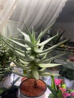 Aloevera (ferox) Kaktus Duisburg - Duisburg-Süd Vorschau