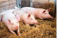 Verkaufe Sau, Schwein, Ferkel Sachsen-Anhalt - Halle Vorschau