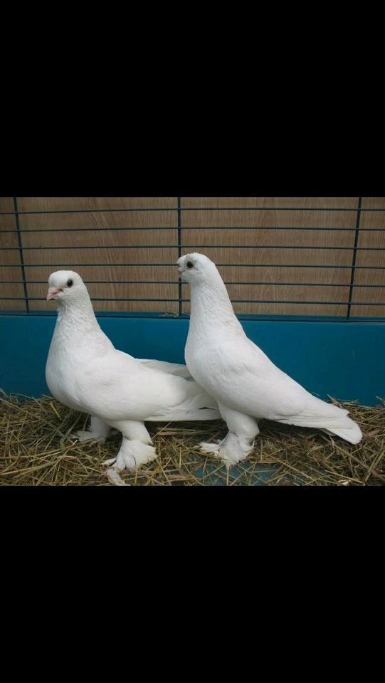 Duschanbiener+ Bakina Hochflieger in ver.Farben abzugeben in Sassenberg