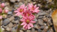 Dachwurz, Hauswurz, Sempervivum, winterhart, Steingarten Niedersachsen - Salzgitter Vorschau