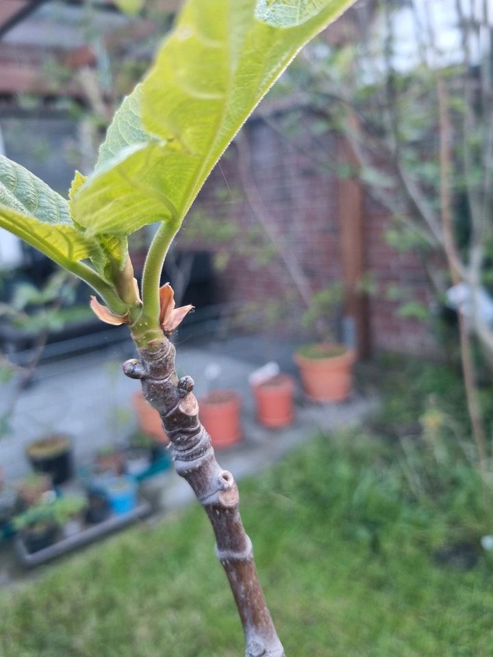 Noch 8 Feigen wegen Reduzierung der Sammlung ! Ficus carica ! in Albachten