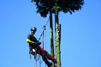 Baumfällung, Baumpflege, Totholzentfernung, Sturmschäden Nordrhein-Westfalen - Mülheim (Ruhr) Vorschau