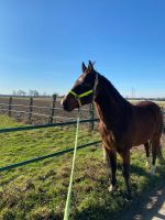 Pflegebeteiligung an verschiedenen Ponys & Pferden Rheinland-Pfalz - Rommersheim Vorschau