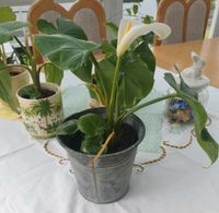 Calla Pflanze Drachenwurz weiß Bayern - Schwanstetten Vorschau