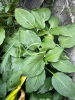 Funkien / Hosta zu verkaufen/tauschen Niedersachsen - Himbergen Vorschau