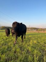 Bioland Deckbulle Aberdeen Angus Jungbulle Angus Rind Kuh Nordrhein-Westfalen - Porta Westfalica Vorschau