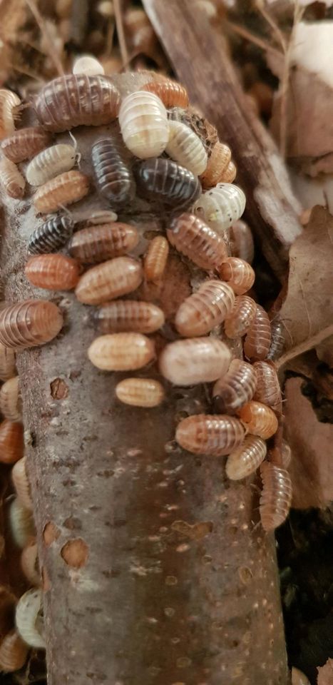 Armadillidium sp. "St. Lucia", in Penig