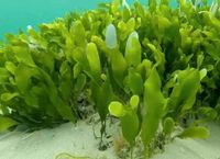 Suche Meerwasser Alge Pflanze Caulerpa Prolifera Aquarium Niedersachsen - Einbeck Vorschau