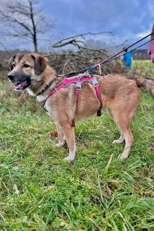 Kalinka (ca. 2 Jahre) – tolle Hündin sucht noch tollere Menschen! in Rastenberg